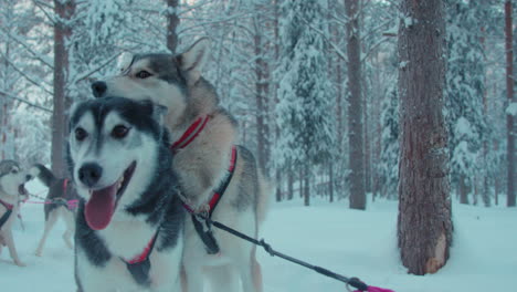 Enthusiastic-sledding-dogs-panting,-eager-to-race-snowy-Lapland-trail-competition