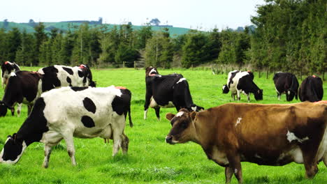 Kühe-In-Verschiedenen-Farben-Grasen-An-Sonnigen-Tagen-In-Neuseeland-Auf-Wiesen