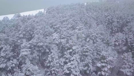 Beautiful-establishing-aerial-footage-of-trees-covered-with-snow,-light-snow-falling,-Nordic-woodland-pine-tree-forest,-Baltic-sea-coast,-wide-drone-shot-moving-forward