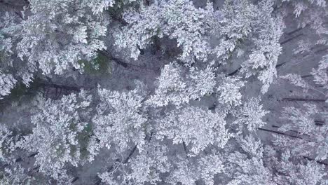 Beautiful-aerial-footage-of-trees-covered-with-snow,-light-snow-falling,-Nordic-woodland-pine-tree-forest,-Baltic-sea-coast,-birdseye-drone-dolly-shot-moving-left