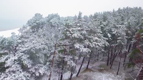 Beautiful-aerial-footage-of-trees-covered-with-snow,-light-snow-falling,-Nordic-woodland-pine-tree-forest,-Baltic-sea-coast,-ascending-drone-shot-moving-forward