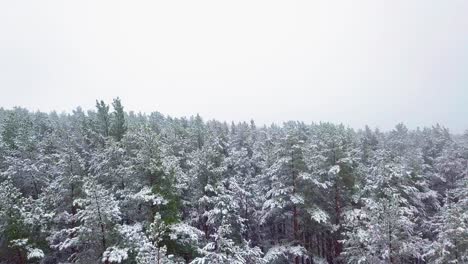 Beautiful-aerial-footage-of-trees-covered-with-snow,-light-snow-falling,-Nordic-woodland-pine-tree-forest,-Baltic-sea-coast,-wide-drone-shot-moving-forward-over-the-pine-tree-tops