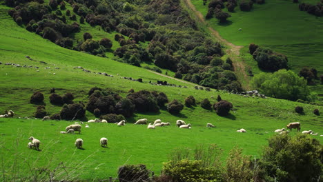 Freie-Schafherde,-Die-Gras-In-Neuseeland,-Parakanui-gebiet-Frisst
