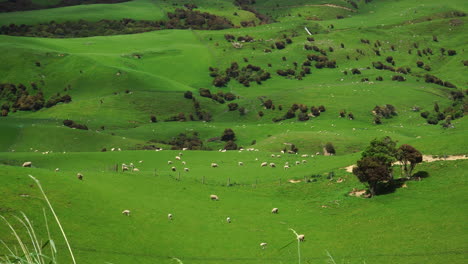 Herd-of-sheep-and-lamb-grazing-on-rolling-grass-field-hills-in-New-Zealand