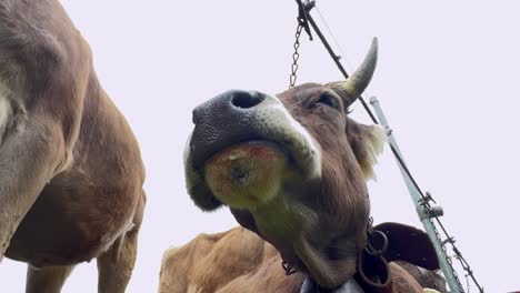 Low-angle-point-of-view-of-brown-cow-chewing-with-bell-and-collar-at-livestock-fair