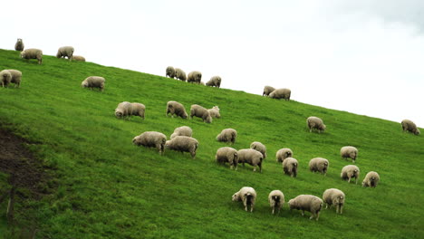 Flock-of-sheep-graze-on-vibrant-green-meadow-in-New-Zealand,-handheld
