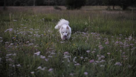 Samoyed-fluffy-white-dog-walking-around-in-the-field,-happy-pet-wandering-around-in-the-outdoors