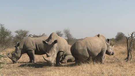 Rhino-Crash,-Group-of-Wild-African-Animals-Resting-in-Grassland-of-Savanna,-Close-Up