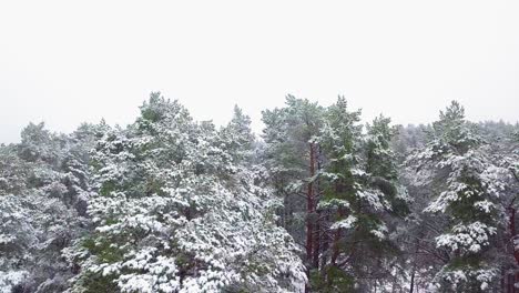 Beautiful-aerial-footage-of-trees-covered-with-snow,-light-snow-falling,-Nordic-woodland-pine-tree-forest,-Baltic-sea-coast,-wide-drone-shot-moving-forward-low-over-the-tree-tops