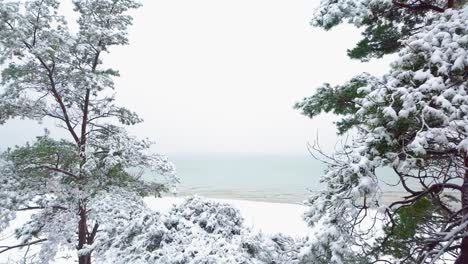 Beautiful-revealing-aerial-footage-of-trees-covered-with-snow,-light-snow-falling,-Nordic-woodland-pine-tree-forest,-Baltic-sea-coast,-drone-shot-moving-forward