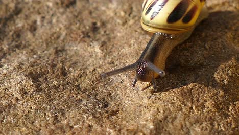 Close-up-of-a-snail-crawling-on-a-carpet-seen-from-above,-shelled-gastropod-background-with-copy-space