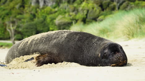 Tired-Sea-lion-sleeping-on-a-beach-sand-in-new-zealand