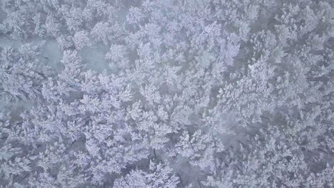 Beautiful-aerial-birdseye-footage-of-trees-covered-with-snow,-light-snow-falling,-Nordic-woodland-pine-tree-forest,-Baltic-sea-coast,-wide-drone-shot-moving-forward