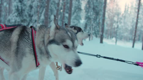 Seitenansicht-Des-Enthusiastischen-Teams-Von-Schlittenhunden,-Die-Eifrig-Bellen,-Um-Auf-Dem-Verschneiten-Lappland-Pfad-Zu-Laufen
