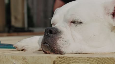 Retrato-De-Cerca-De-Un-Perro-Pitbull-Blanco-Durmiendo,-Aún-Fotografiado-Con-Espacio-De-Copia,-Mascota-Descansando