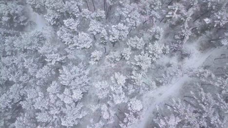 Beautiful-aerial-birdseye-footage-of-trees-covered-with-snow,-light-snow-falling,-Nordic-woodland-pine-tree-forest,-Baltic-sea-coast,-wide-descending-drone-shot