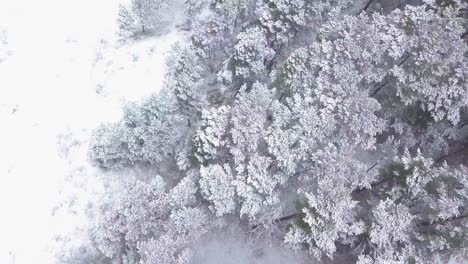Beautiful-aerial-footage-of-trees-covered-with-snow,-light-snow-falling,-Nordic-woodland-pine-tree-forest,-Baltic-sea-coast,-wide-birdseye-drone-shot-moving-forward