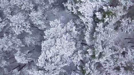 Beautiful-aerial-footage-of-trees-covered-with-snow,-light-snow-falling,-Nordic-woodland-pine-tree-forest,-Baltic-sea-coast,-birdseye-drone-shot-moving-forward