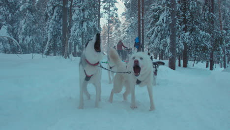 Energiegeladenes,-Aufgeregtes-Husky-Hundeschlittenteam,-Das-Bereit-Ist,-Den-Schneebedeckten-Polarkreis-Lapplands-Zu-Laufen