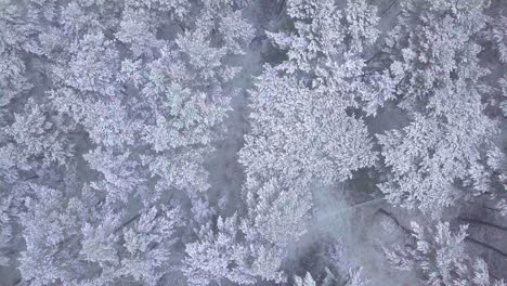 Wunderschöne-Luftaufnahmen-Aus-Der-Vogelperspektive-Von-Schneebedeckten-Bäumen,-Leichtem-Schneefall,-Nordischen-Kiefernwäldern,-Ostseeküste,-Weiten-Drohnenaufnahmen,-Die-Sich-Vorwärts-Bewegen