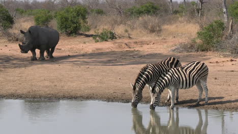 Zebra-Couple-and-Rhino-by-Watering-Hole,-Wild-Animals-Living-Together-in-Pristine-Landscape-of-African-National-Park