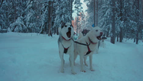 Enthusiastisches,-Energisches-Husky-Hundeschlittenteam,-Das-Bereit-Ist,-Den-Schneebedeckten-Polarkreis-Lapplands-Zu-Laufen