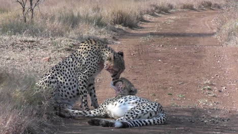 Two-Cheetahs-Licking-Each-Other,-Authentic-Behavior-of-Wild-Animals-in-Protected-Natural-Reserve