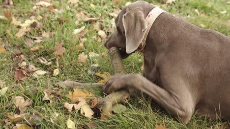 Weimaraner-dog-pet-chewing-and-playing-with-a-stick-in-an-outdoor-yard,-close-up-portrait-of-a-hunting-dog