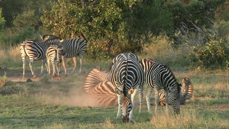 Zebra-Dust-Bathing,-Group-of-Wild-Animals-in-Green-Landscape-of-National-Park