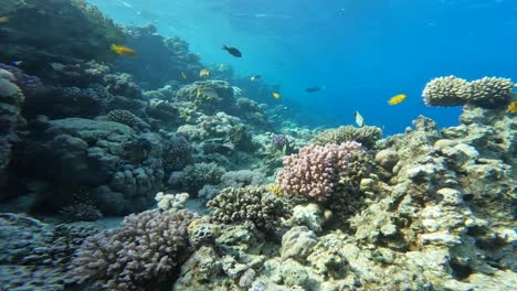Korallenriff-Schnorcheln-Tauchen-Rotes-Meer-ägypten-Sharm-El-Sheikh-Fisch-Unterwasser