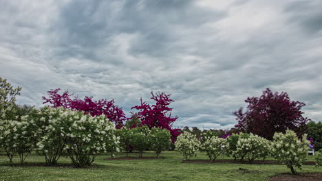 Time-lapse-shot-of-Clouds-flying-over-blooming-trees-in-nature,-wide-shot