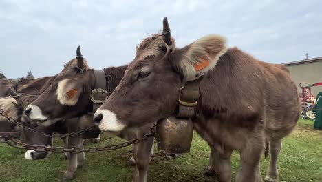 Reihe-Brauner-Kühe,-Die-Auf-Der-Viehmesse-Mit-Ketten-Gefesselt-Sind