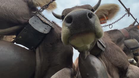 Unusual-low-angle-perspective-of-brown-cow-chewing-over-camera