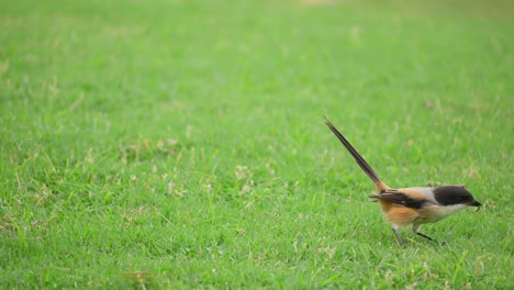 Long-tailed-Shrike-Jumping-and-Catching-Prey-Insect-on-Green-Grass-Lawn---close-up-slow-motion