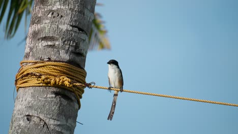 Rufous-backed-or-Black-headed-Shrike-Perched-on-Orange-Rope-Against-Blue-Sky-by-the-Coconut-Palm-Trunk