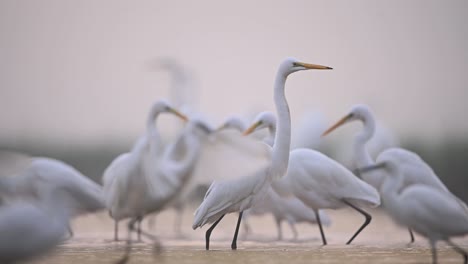 Flock-of-great-Egrets-in-Misty-morning
