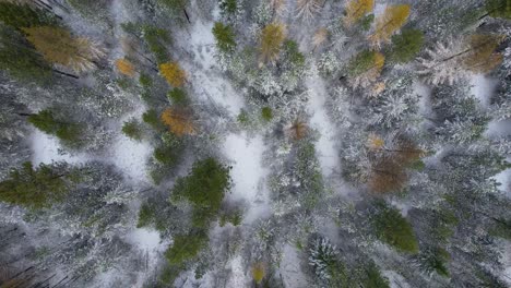 Kalte-Winterwalddrohne-Von-Oben-Nach-Unten-Aufnahme-Von-Hohen-Bergbäumen-Mit-Schnee