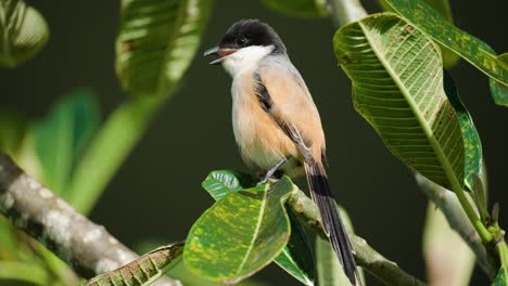 Long-tailed-or-Rufous-backed-Shrike-Bird-Sitting-on-Plumeria-Tree-Branch---close-up
