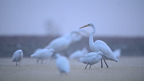 Vogelschwarm-Am-Morgen