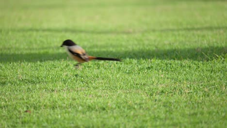 Ein-Langschwänziger-Würgervogel,-Der-Auf-Grasbewachsenem-Rasen-Nach-Nahrung-Jagt-Und-In-Zeitlupe-Wegspringt