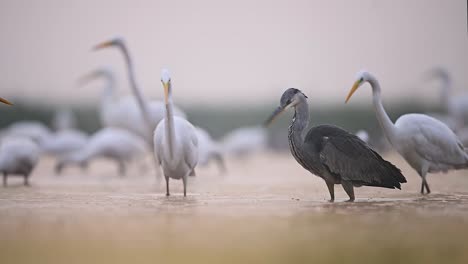 Grey-Heron-and-great-Egrets-Fishing-in-Lake-Side