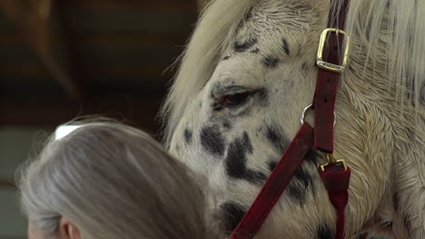 close-up-view-a-white-horse-head