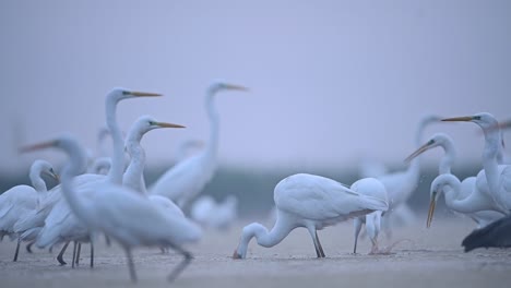 Flock-of-Birds-Fishing--in-Misty-morning