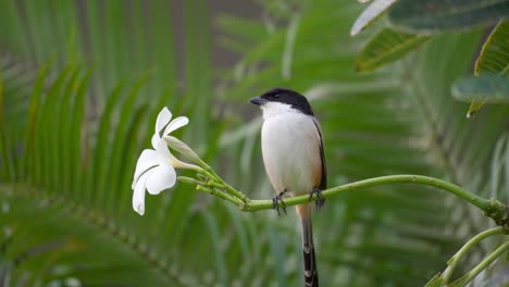 Close-up-of-Long-tailed-Shrike-or-Black-headed-Shrike-Perched-on-Thing-Plumeria-Branch-Twig-Next-to-White-Flower-In-Tropical-Cebu-Park