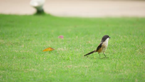 Long-tailed-Shrike-Hunting-Insects-On-Green-Grass-and-Jumps