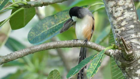 Long-tailed-Shrike-or-Rufous-backed-Shrike-or-Black-headed-Shrike-Preening-Perched-on-Plumeria-Tree---closeup