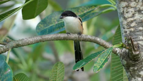Long-tailed-Shrike-scratching-or-cleaning-beak-on-tree-branch-perched
