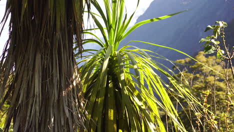 Wind-Blows-Cabbage-tree-in-milford-sound,-bad-weather-in-New-Zealand