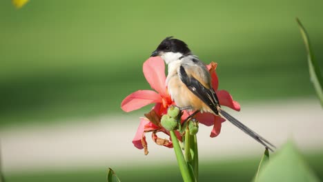 Long-tailed-Shrike-Excrements-Perched-on-Red-Canna-Flower-Bud