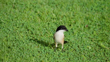 Long-tailed-Shrike-or-Black-headed-bird-Take-Wing-from-Grassy-Lawn